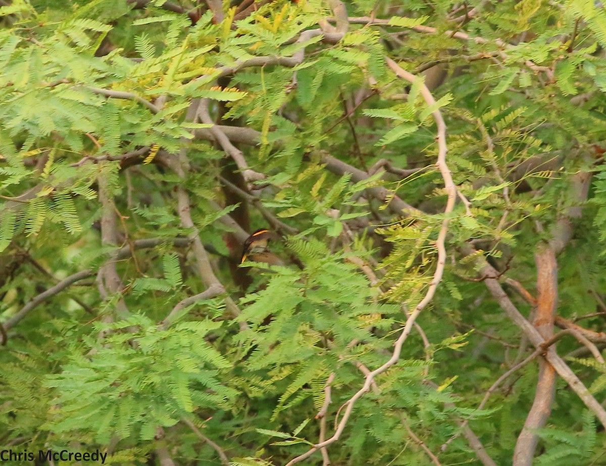 American Redstart - ML46060771