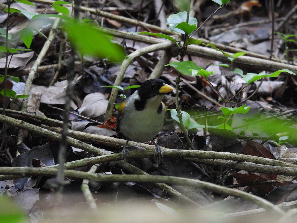 Golden-winged Sparrow - Jorge Alcalá