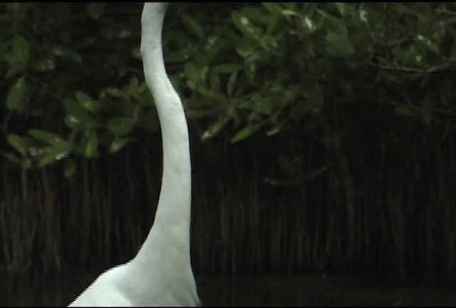 Большая белая цапля (egretta) - ML460609