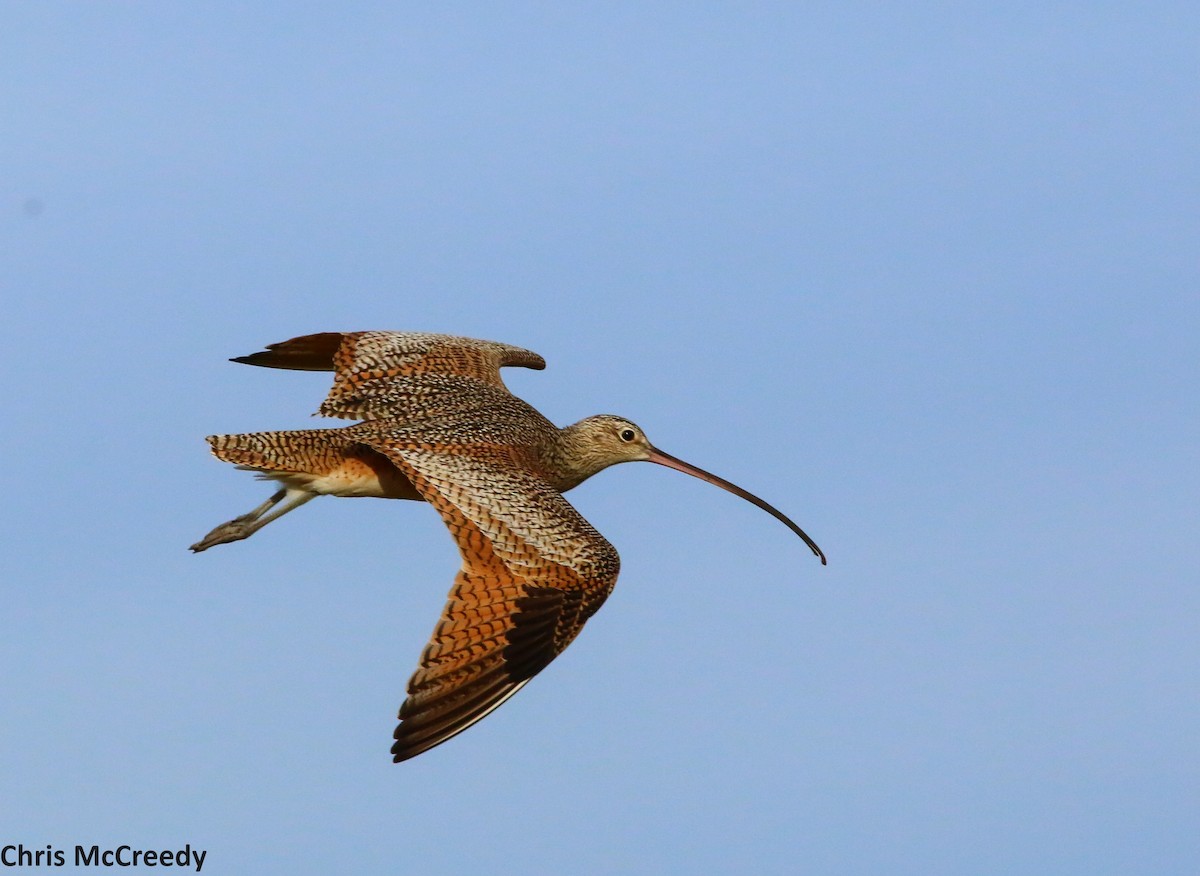 Long-billed Curlew - ML46060931