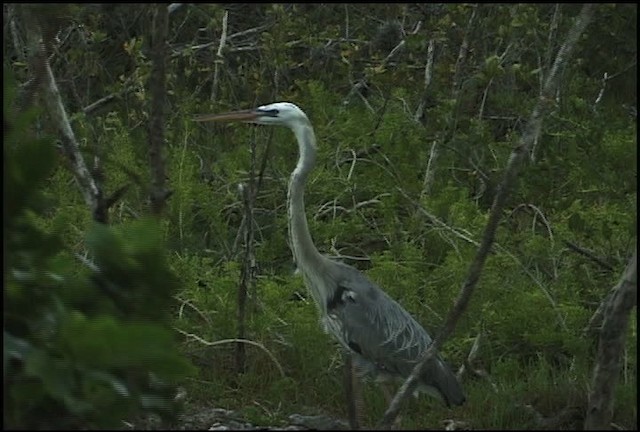 Great Blue Heron (Wurdemann's) - ML460610