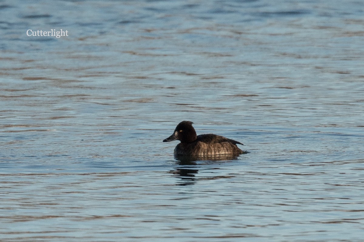 Tufted Duck - Jack Donachy