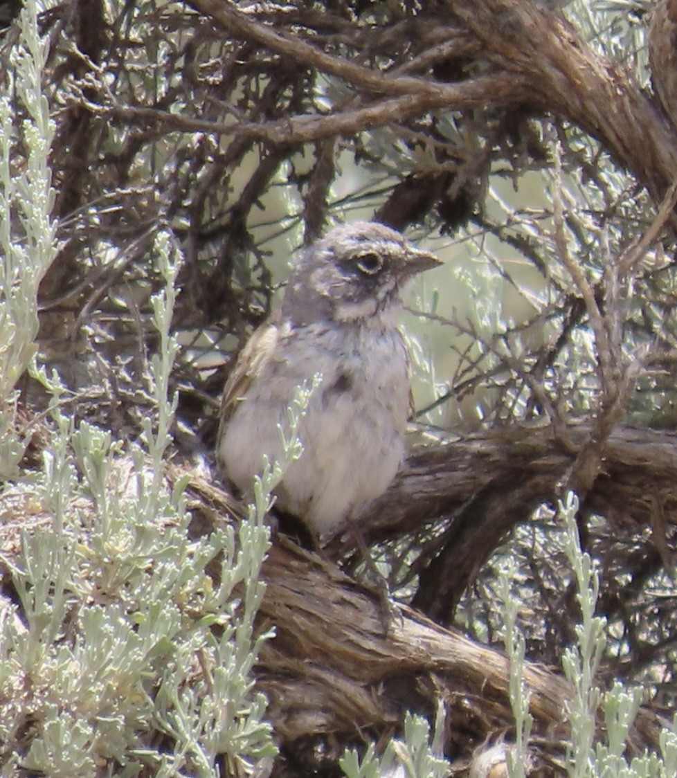 Sagebrush Sparrow - Wren Willet