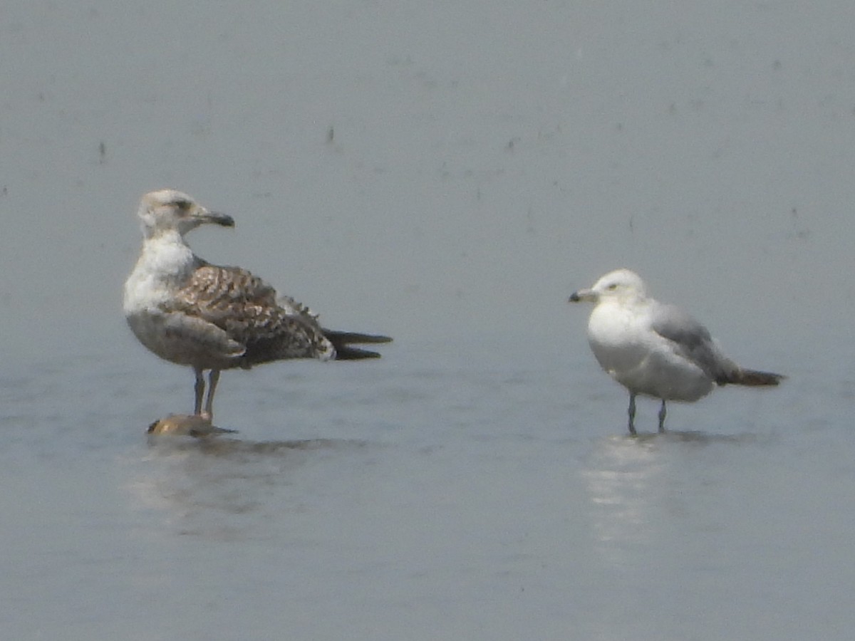 Lesser Black-backed Gull - Mark Nolen