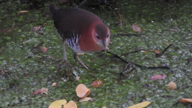 White-throated Crake - ML460613321