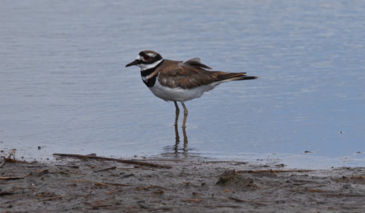 Крикливый зуёк - ML460613591