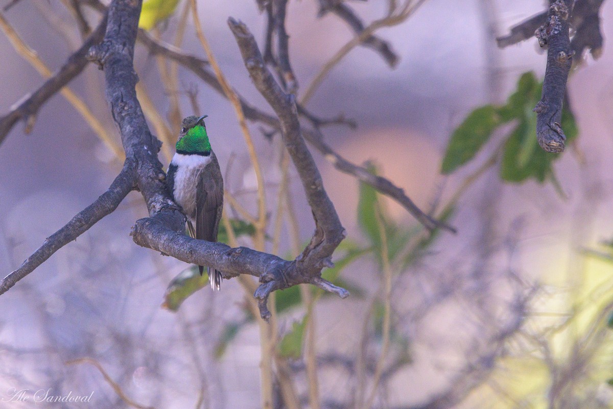 White-sided Hillstar - Alejandro Sandoval