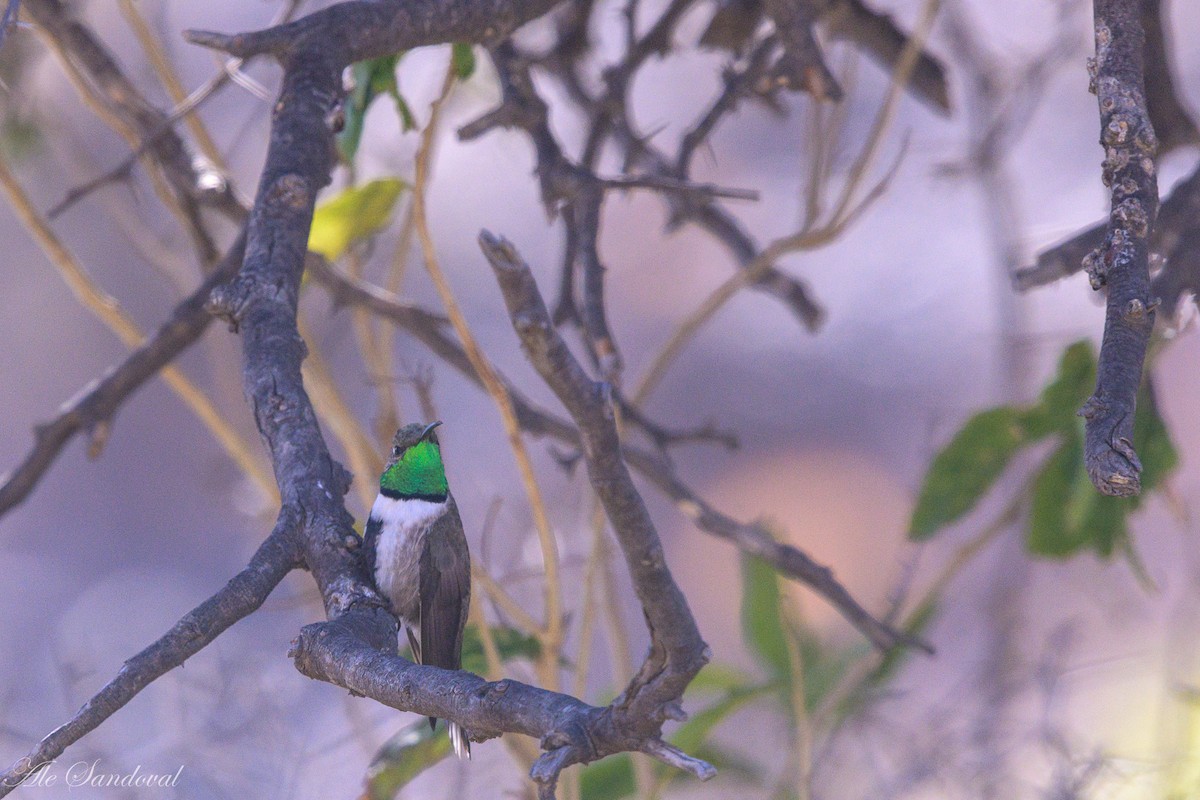 White-sided Hillstar - Alejandro Sandoval