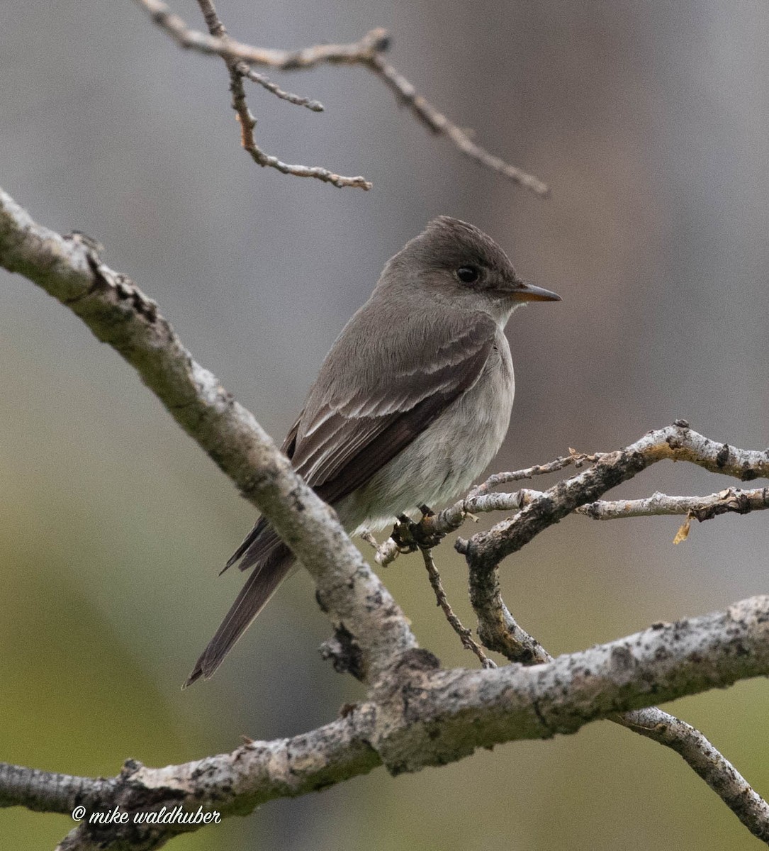 Western Wood-Pewee - ML460615141