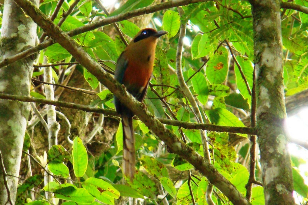 Rufous-capped Motmot - Carlos Otávio Gussoni