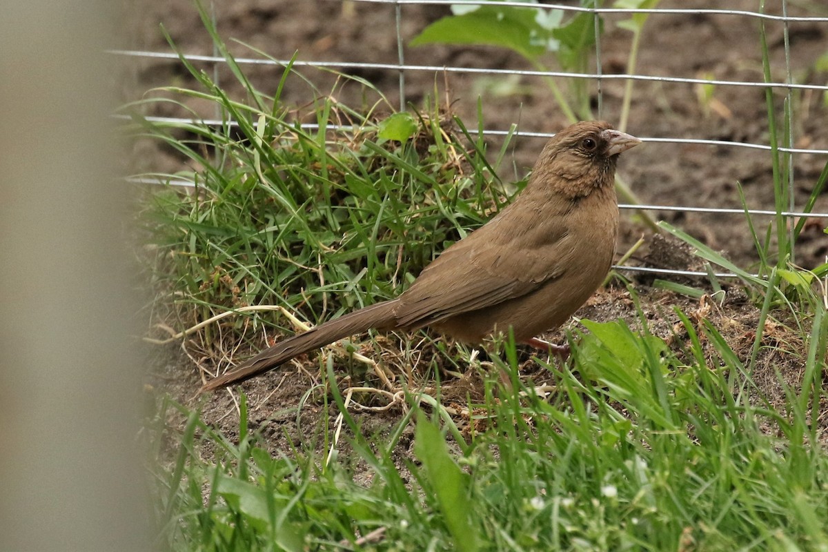 Abert's Towhee - Nate Popkin