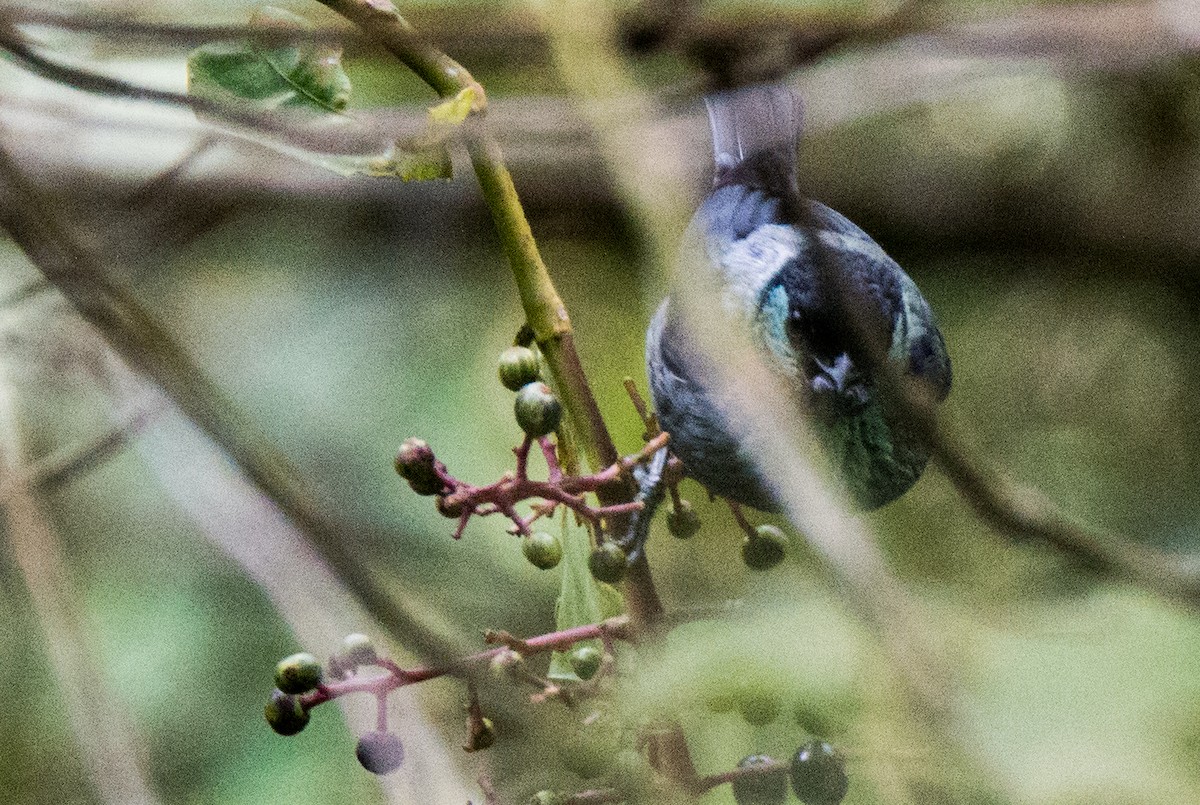 Black-capped Tanager - ML460616921