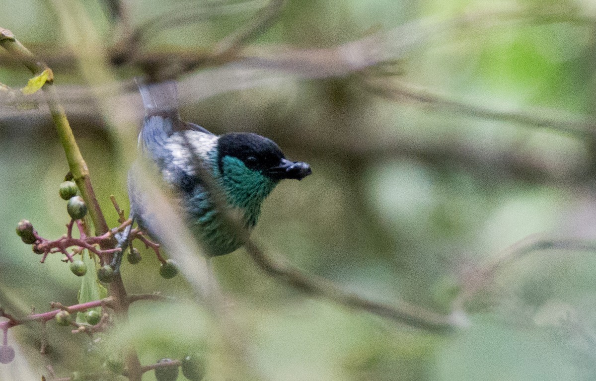 Black-capped Tanager - ML460616931