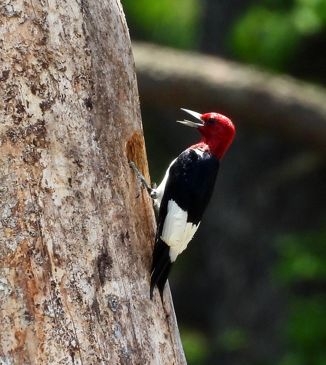 Red-headed Woodpecker - ML460617771