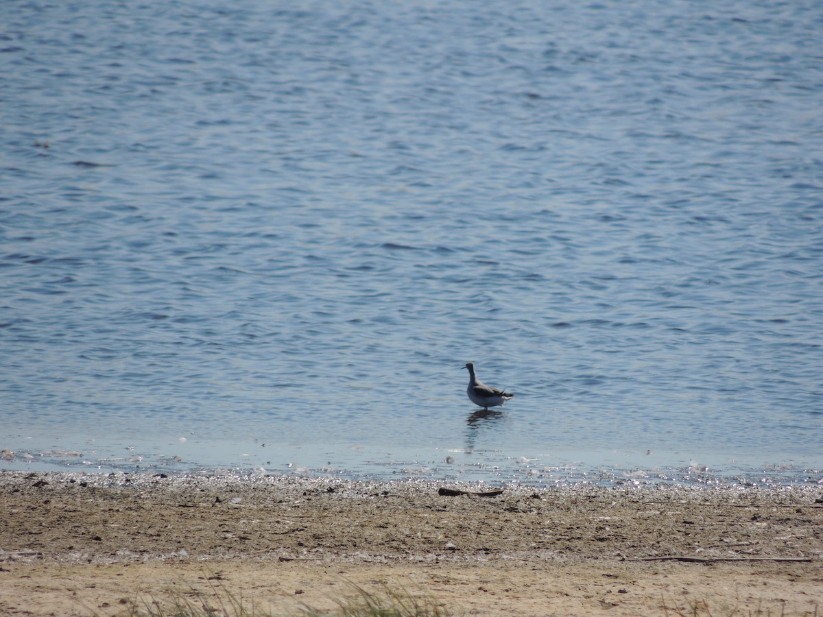 Phalarope de Wilson - ML46061801