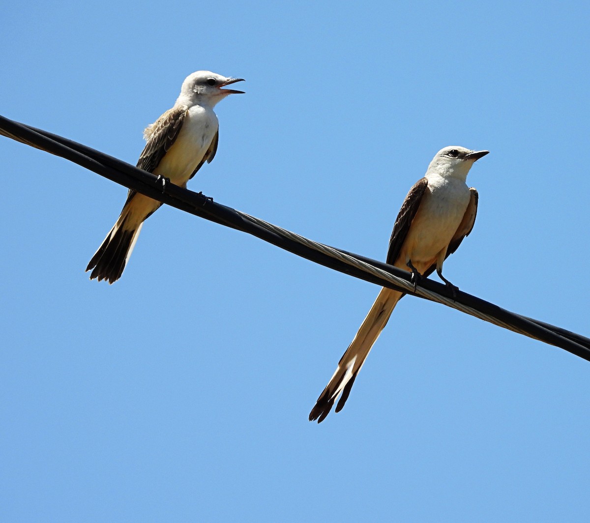 Scissor-tailed Flycatcher - ML460618341