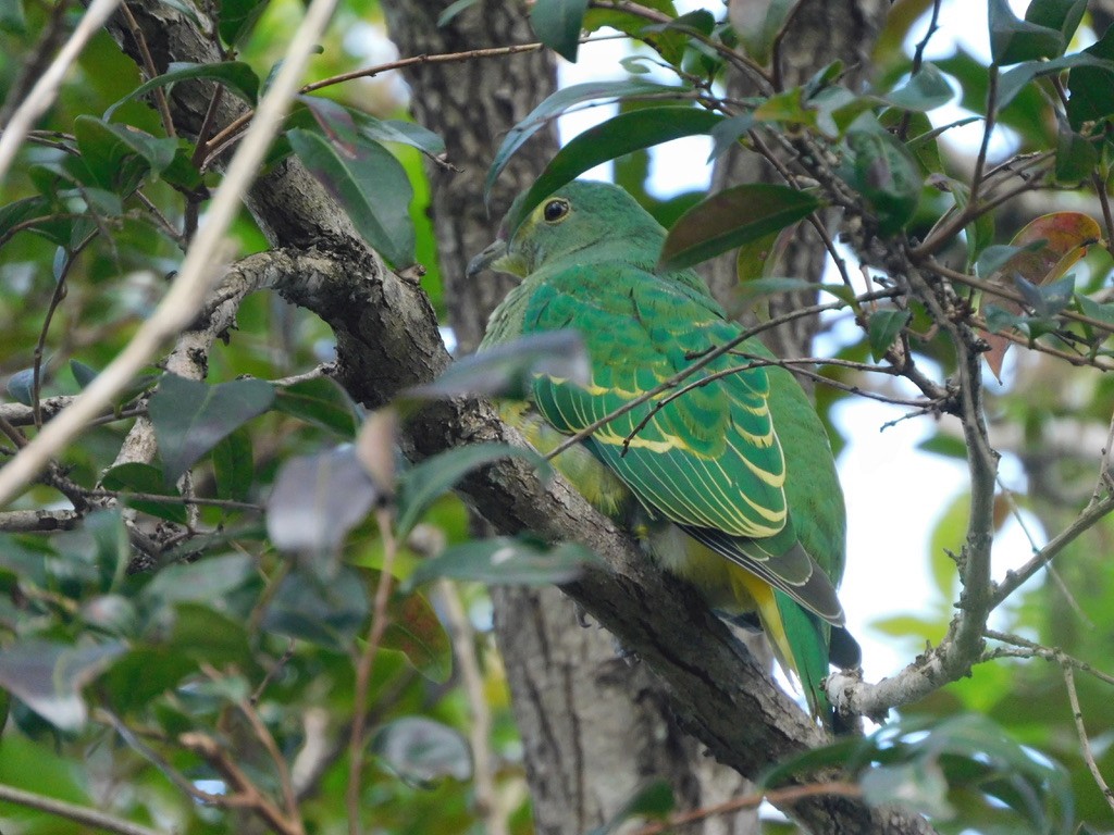 Rose-crowned Fruit-Dove - ML460618751