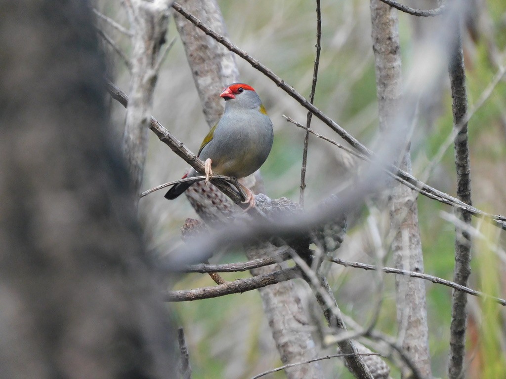 Red-browed Firetail - ML460618851