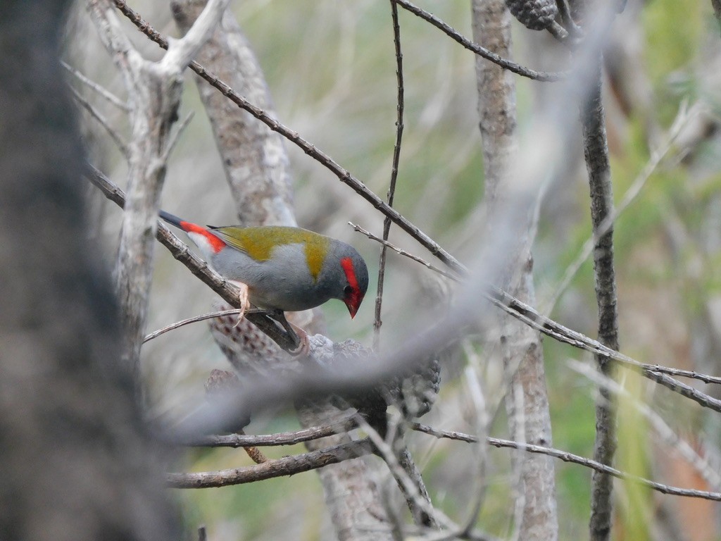 Red-browed Firetail - ML460618871