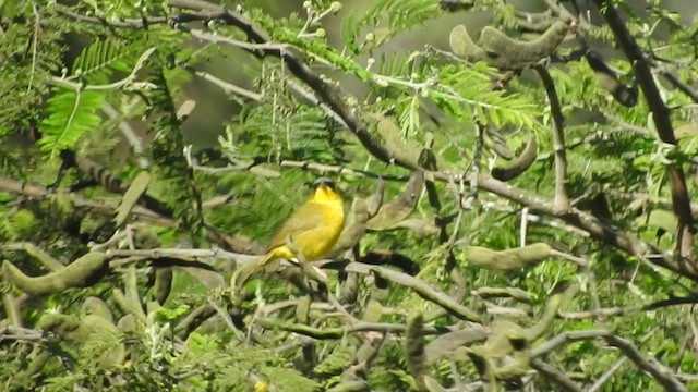 Mascarita Equinoccial (auricularis/peruviana) - ML460619481