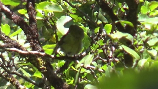 Kauai-Amakihikleidervogel - ML460619741