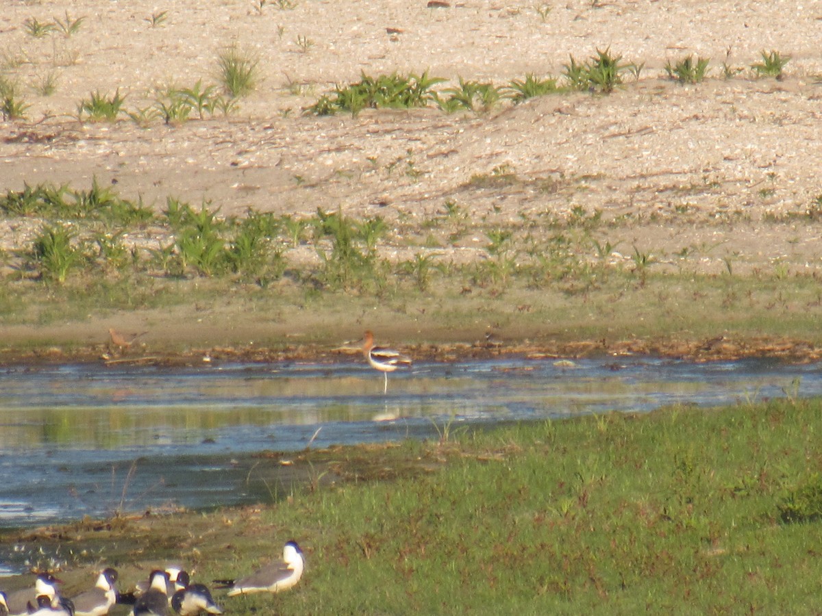 American Avocet - ML460620341