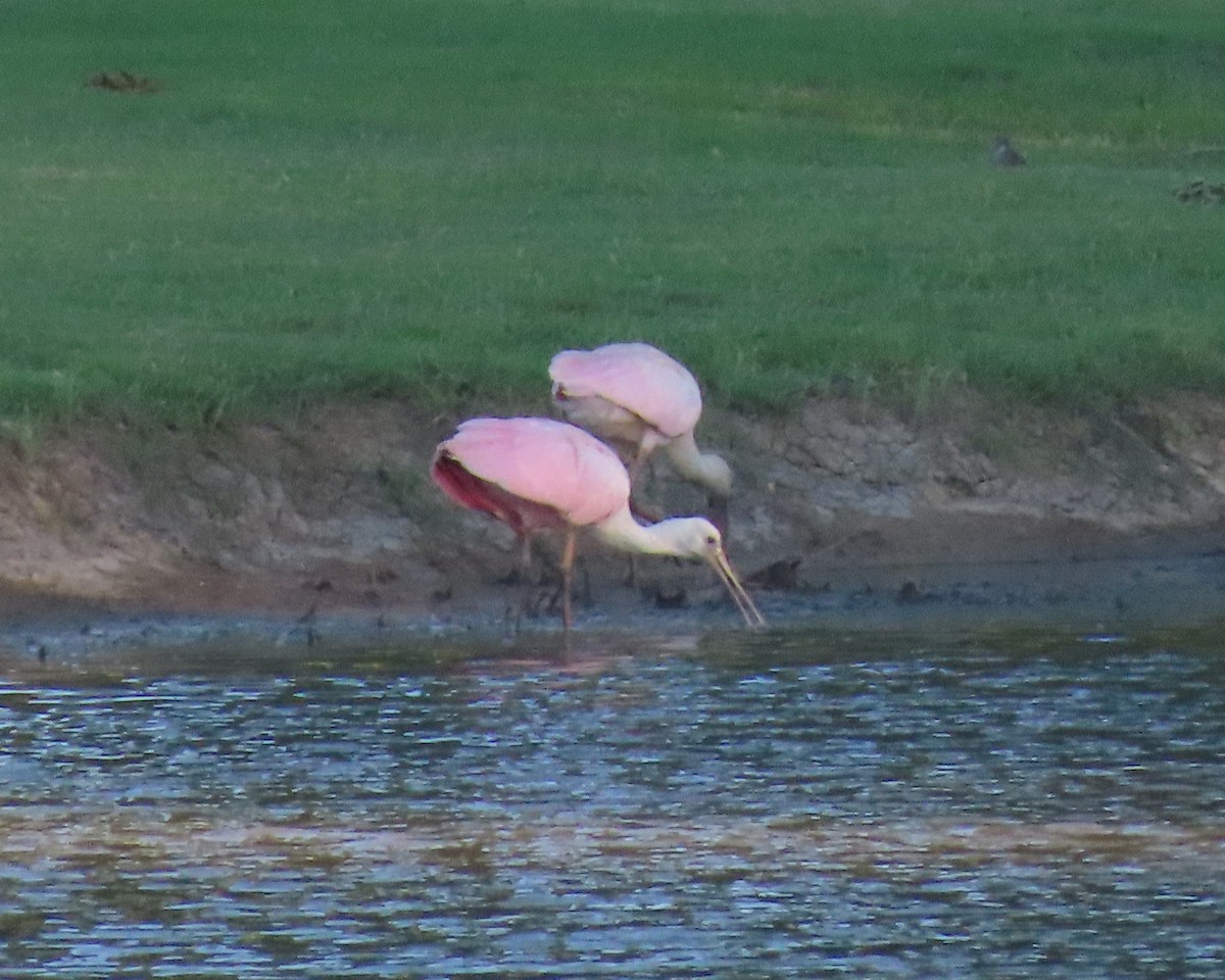 Roseate Spoonbill - ML460620861