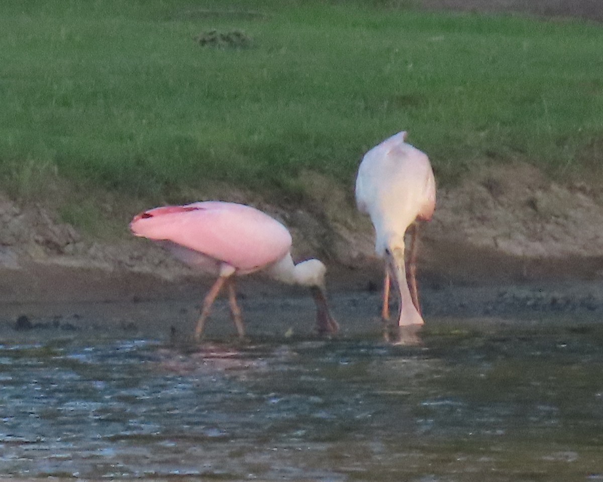 Roseate Spoonbill - ML460620871