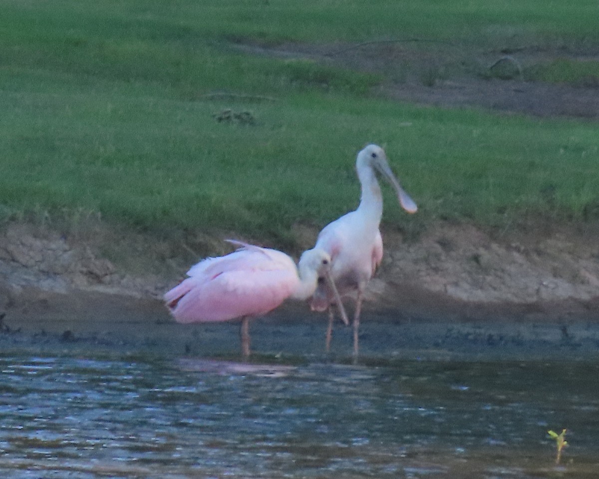 Roseate Spoonbill - ML460620901