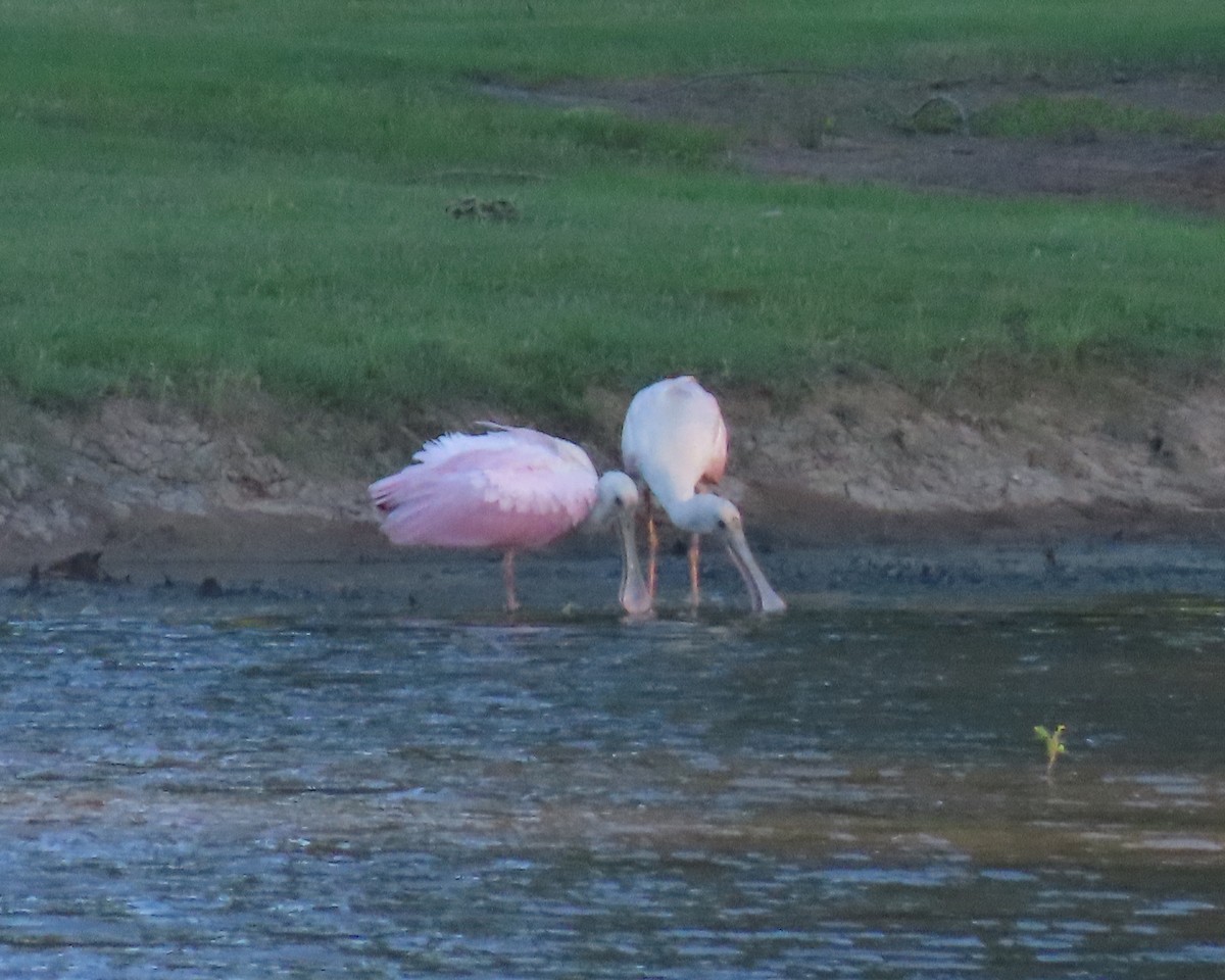 Roseate Spoonbill - ML460620931