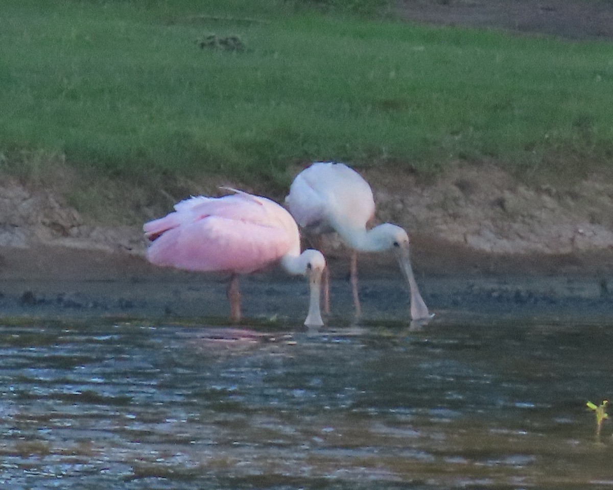 Roseate Spoonbill - ML460621001