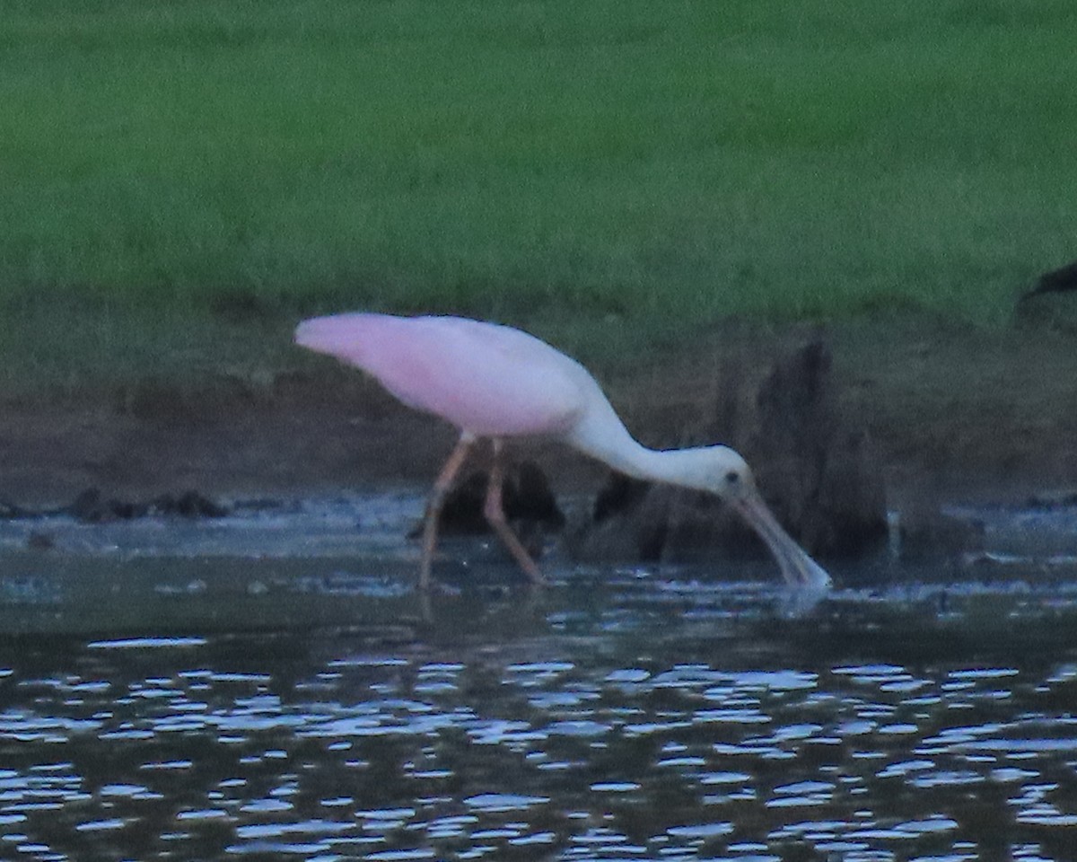 Roseate Spoonbill - ML460621011