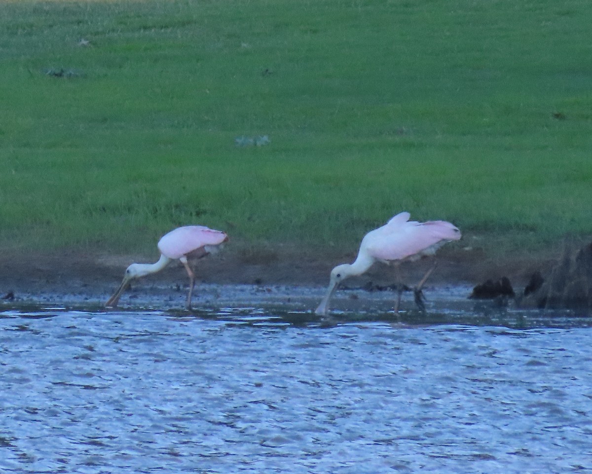 Roseate Spoonbill - ML460621021