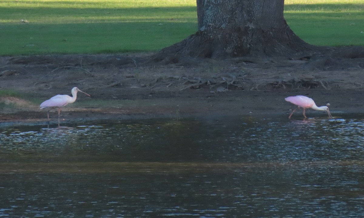 Roseate Spoonbill - ML460621031