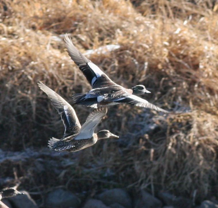 American Wigeon - ML46062131