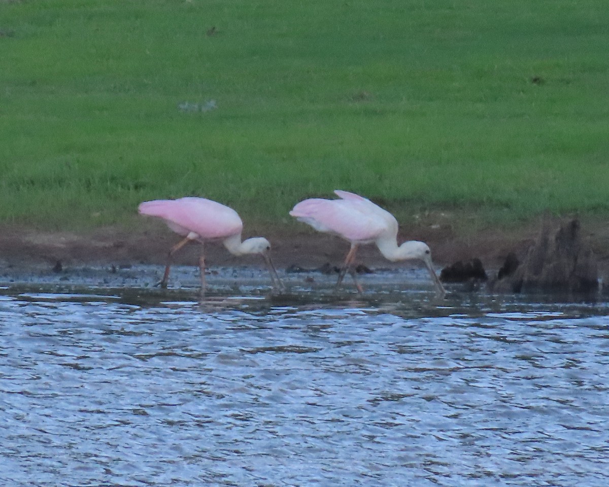 Roseate Spoonbill - ML460622061