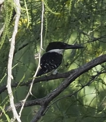 Green Kingfisher - ML460622551