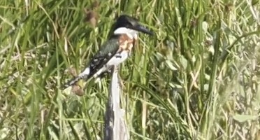 Green Kingfisher - JAMES RANDOLPH