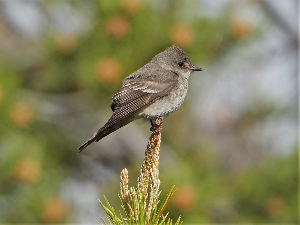 Western Wood-Pewee - ML460622891