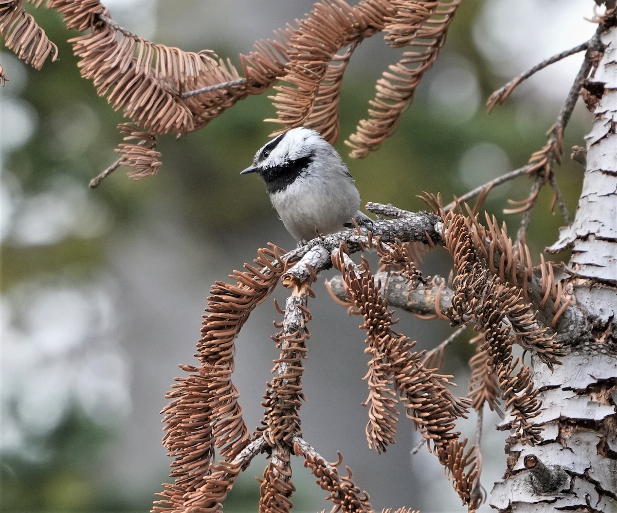 Mountain Chickadee - ML460622961