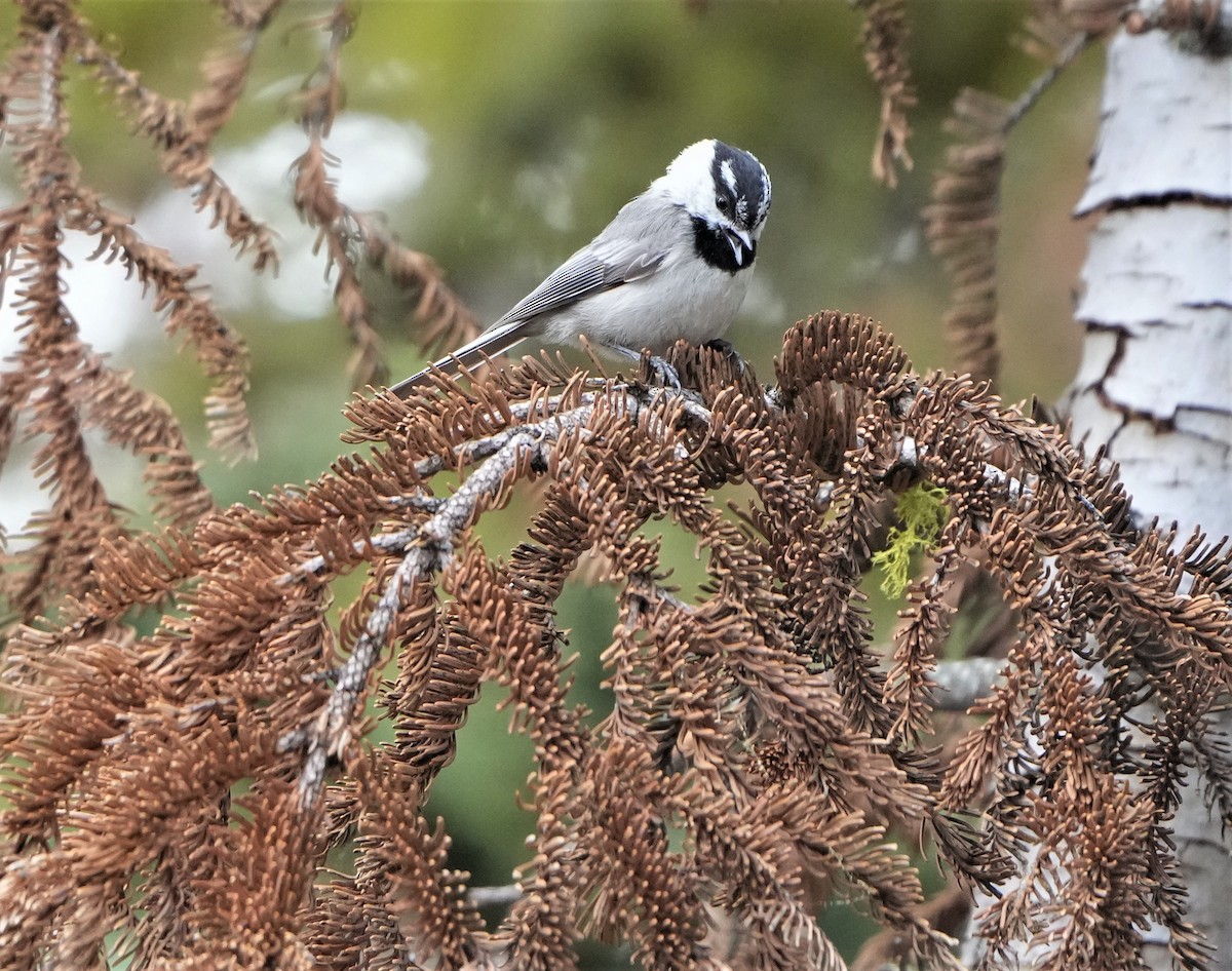 Mountain Chickadee - ML460622981