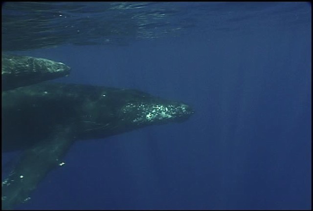 Humpback Whale - ML460623