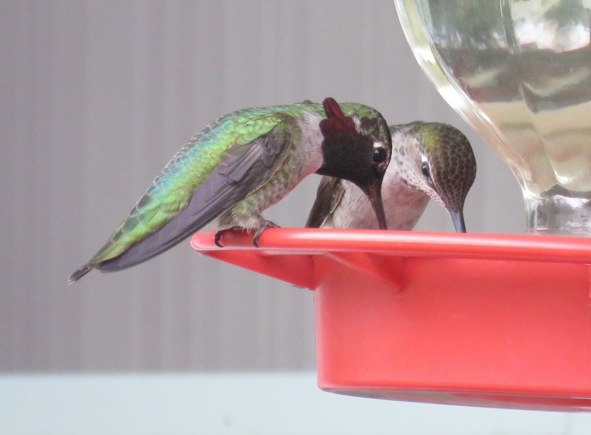 Anna's Hummingbird - Byron Greco