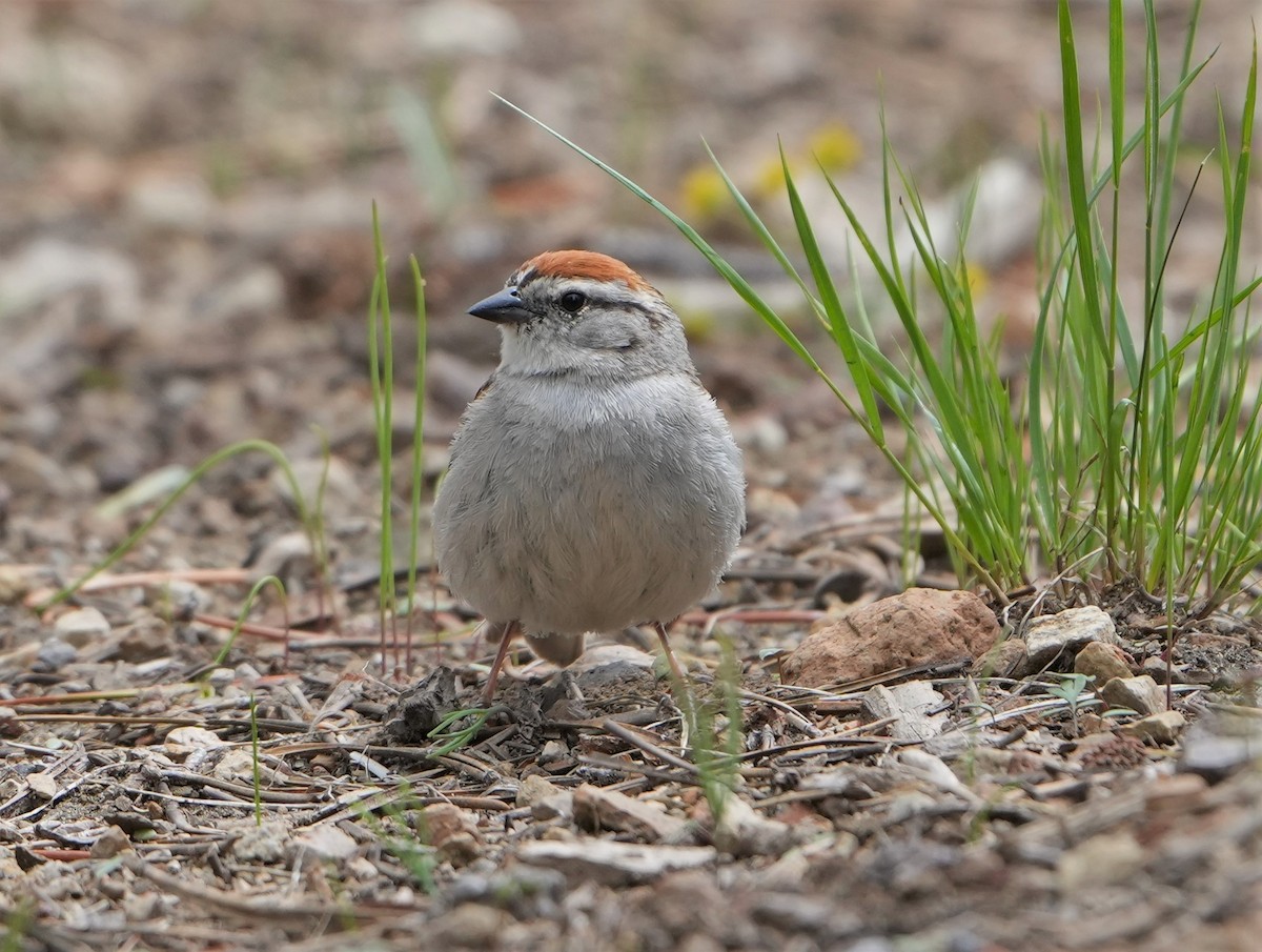 Chipping Sparrow - ML460623331