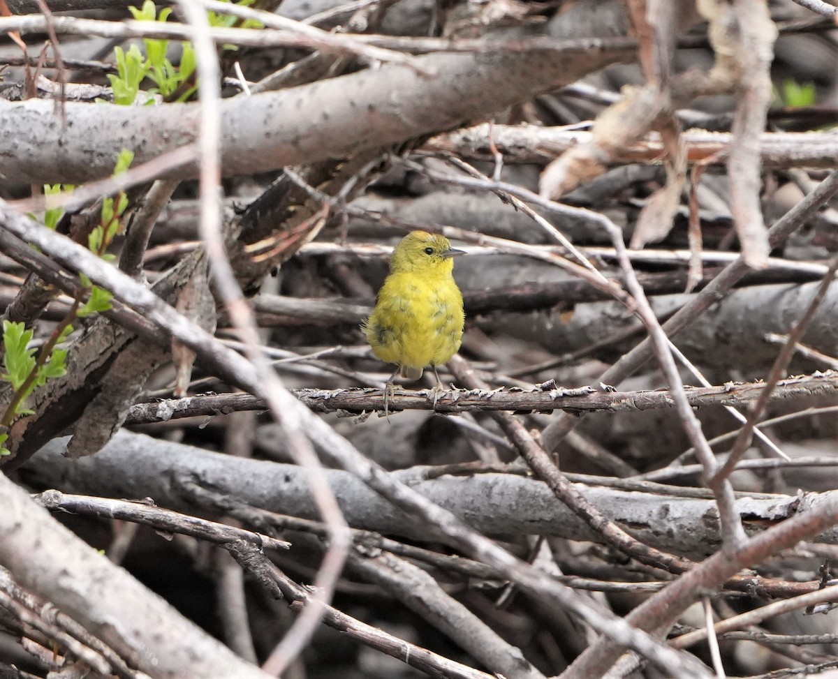 Yellow Warbler - ML460623361