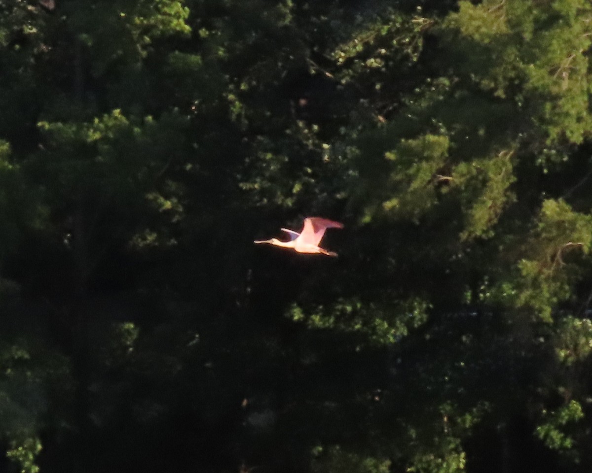 Roseate Spoonbill - ML460623391