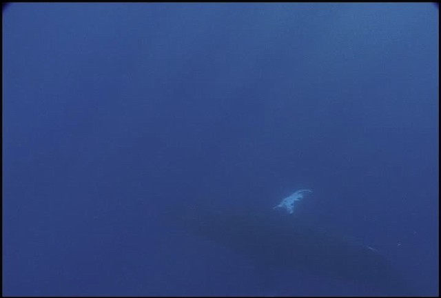 Humpback Whale - ML460624