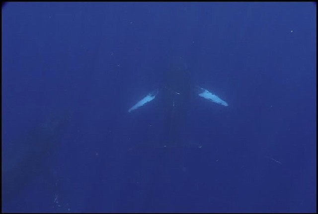 Humpback Whale - ML460625