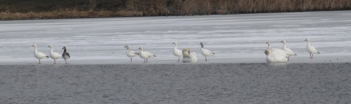 Snow Goose - Lyle Hamilton