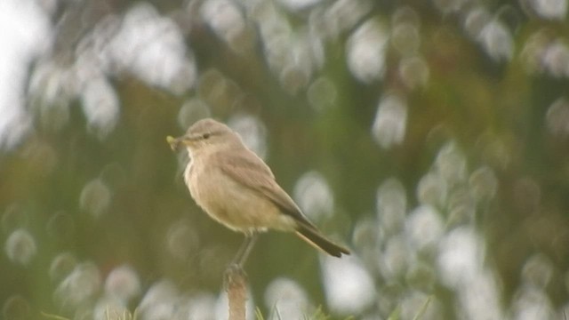 Spot-billed Ground-Tyrant - ML460625851